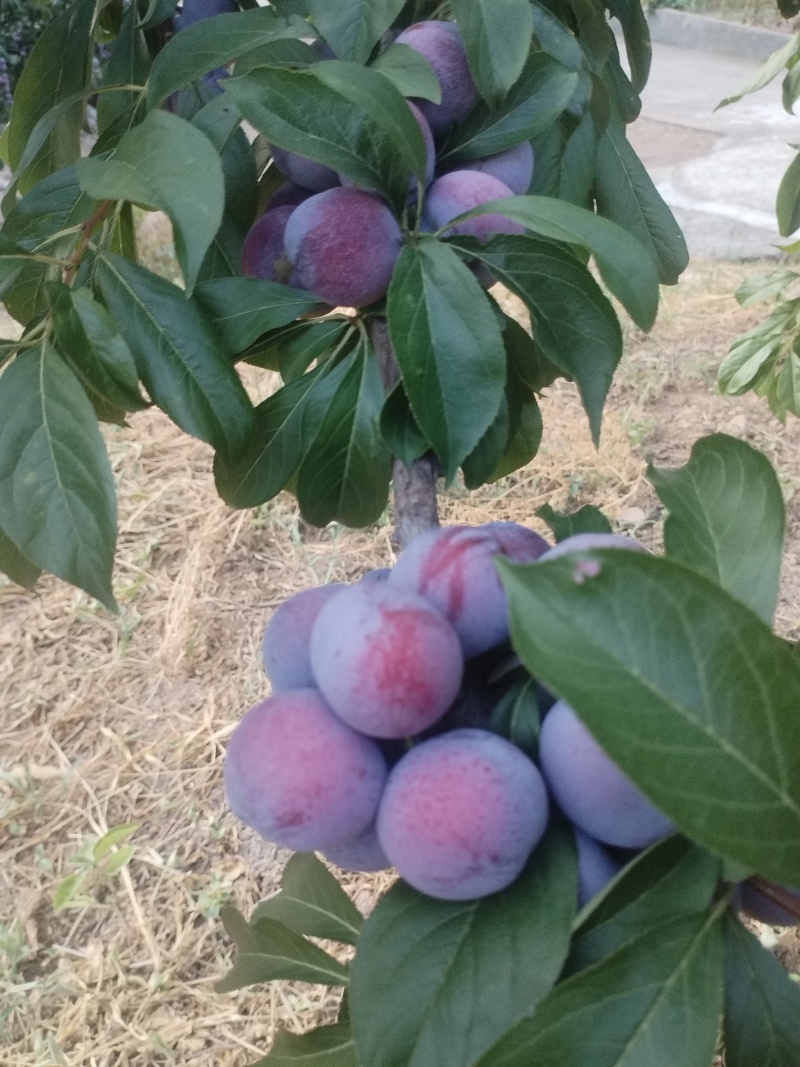 脆红李，脆甜可口，甜而不腻