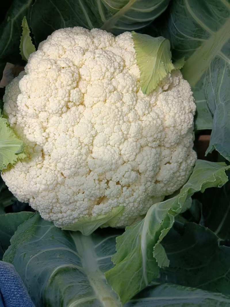 高原夏菜大量现货