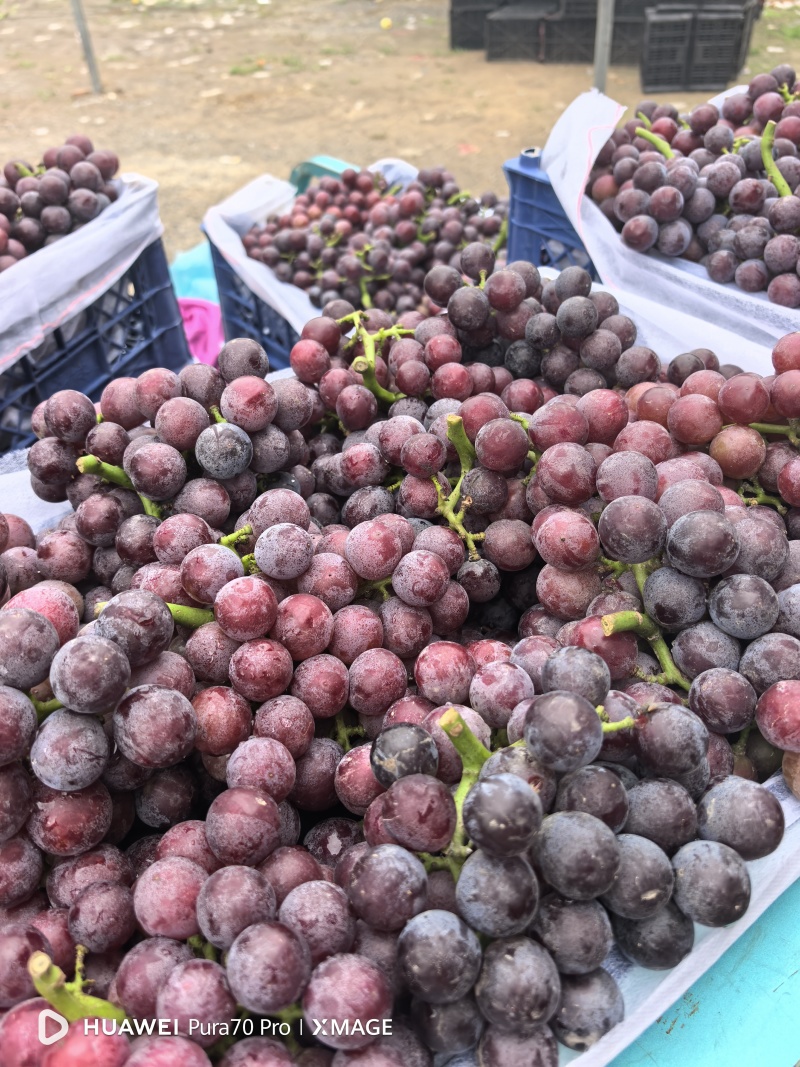 夏黑葡萄:套袋夏黑葡萄货源充足量大，冠县露天葡萄基地