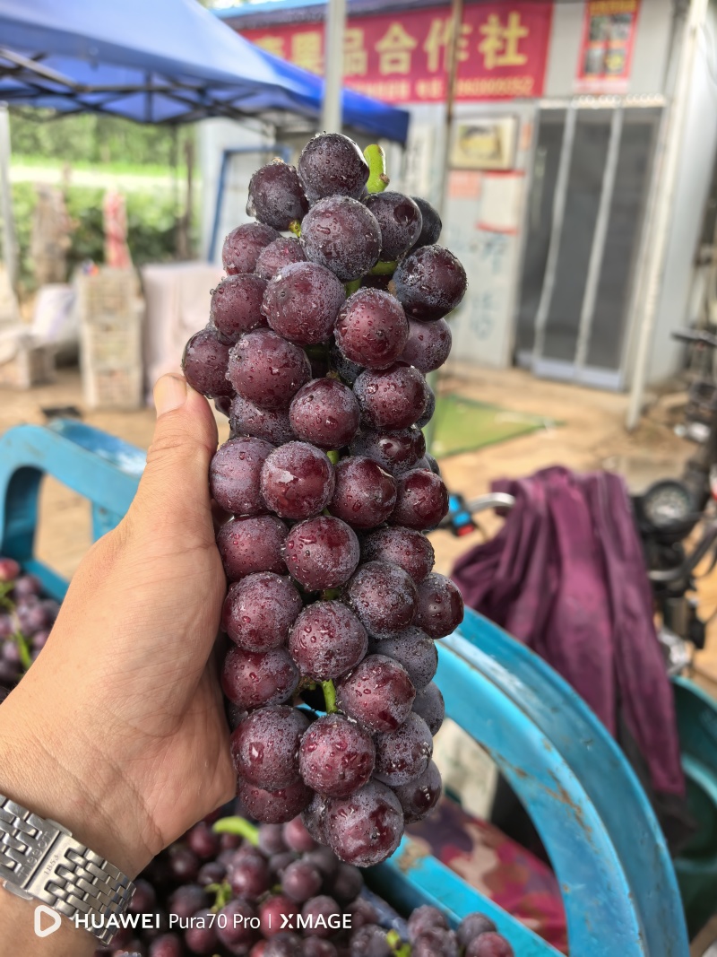 夏黑葡萄:套袋夏黑葡萄货源充足量大，冠县露天葡萄基地