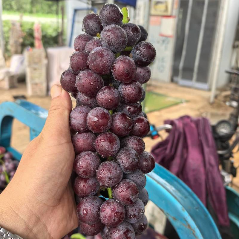夏黑葡萄:套袋夏黑葡萄货源充足量大，冠县露天葡萄基地