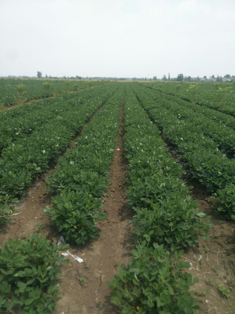 原产地，新鲜花生，**批发，电商，超市，档口，货源充足，