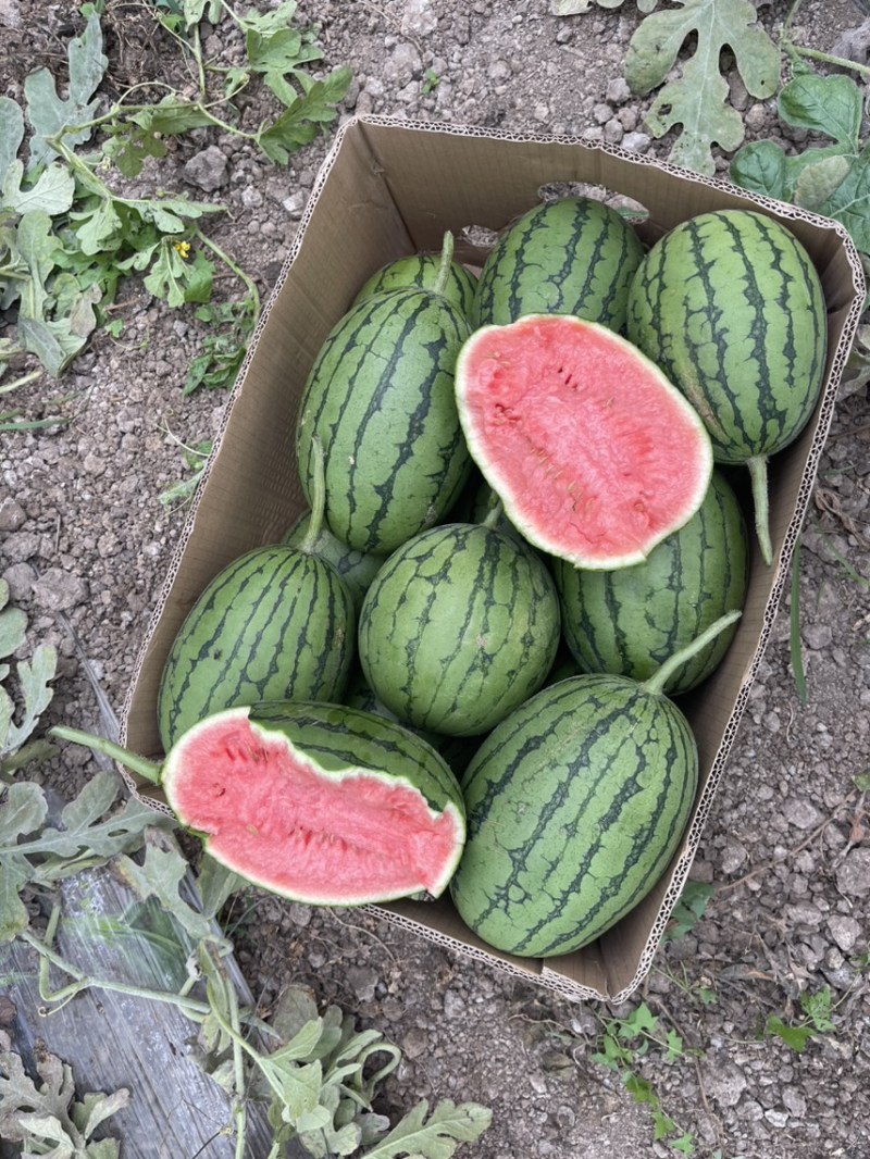 2K小西瓜