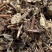土茵陈【包邮】三斤起发货可批量可零售量大从优