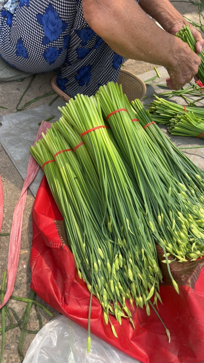 秦皇岛，昌黎韭苔大量上市，欢迎全国各地老板前来，