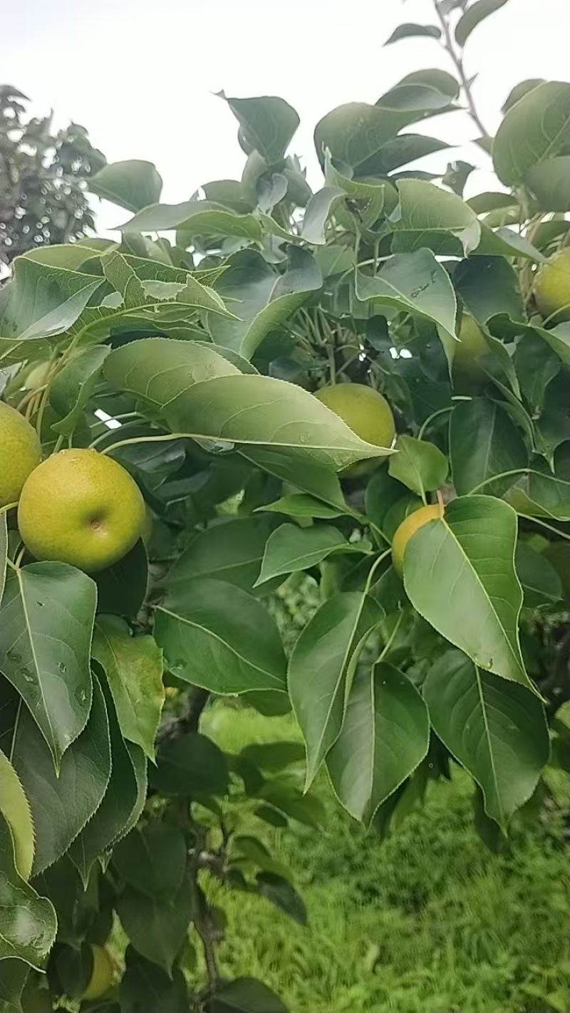 千山区大屯镇南果梨