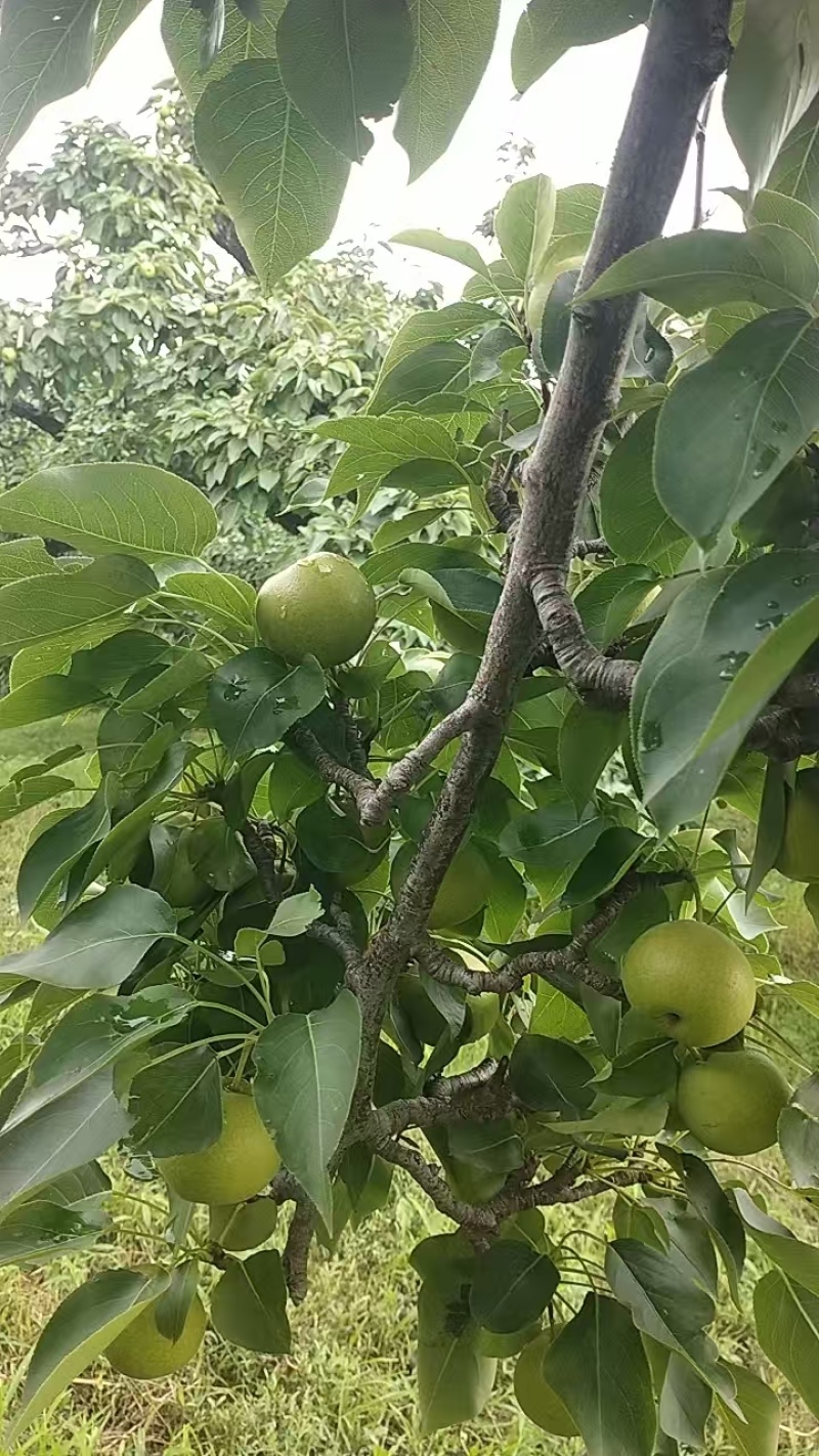 千山区大屯镇南果梨