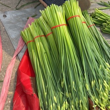 秦皇岛，昌黎韭苔大量上市，欢迎全国各地老板前来，