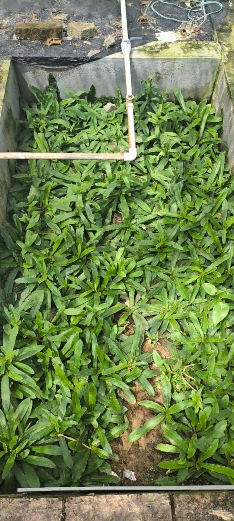 地胆草零售