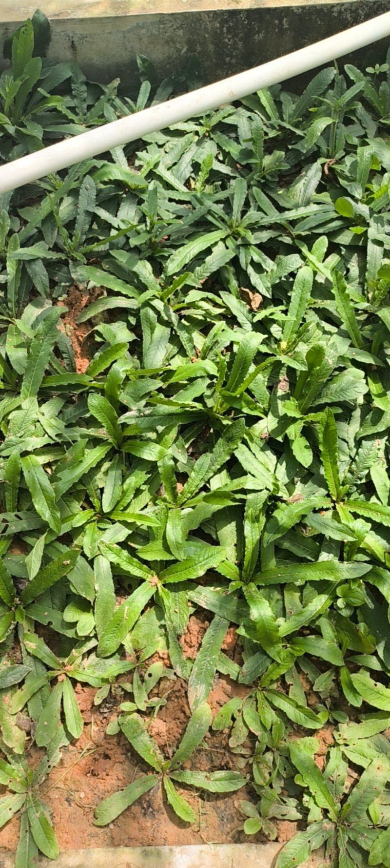 地胆草零售