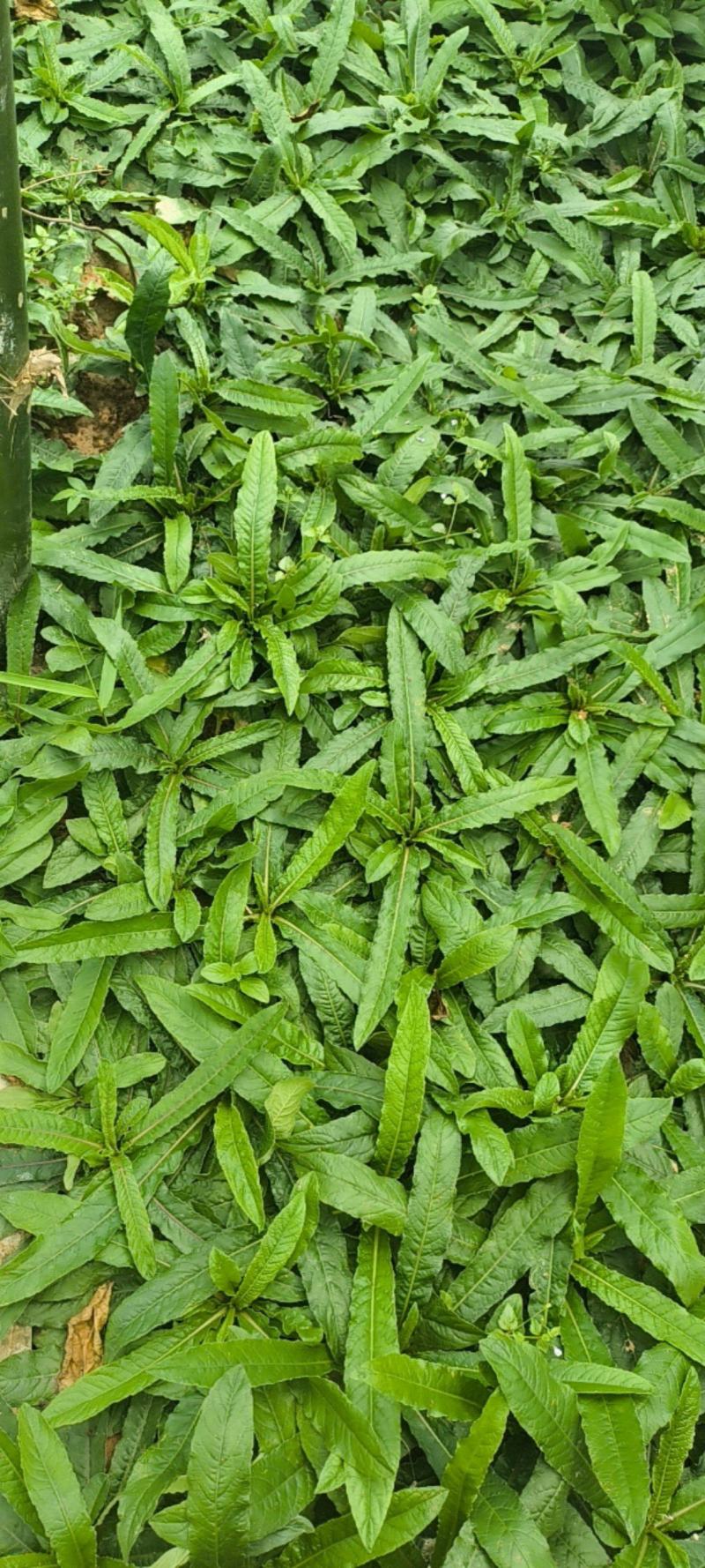 地胆草零售