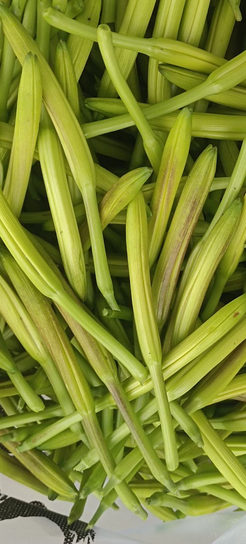 鲜黄花菜