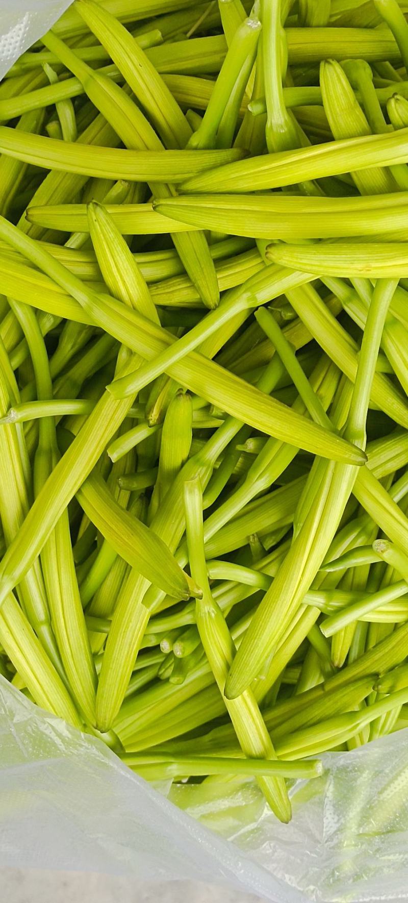 鲜黄花菜