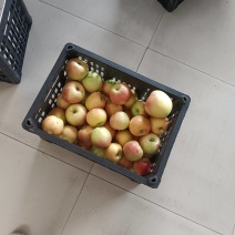 万荣高山阳光嗄啦苹果，香甜可口