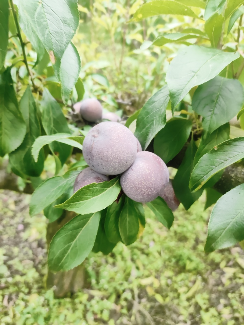 汶川脆红李