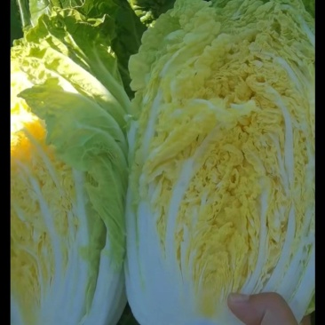 精品白菜