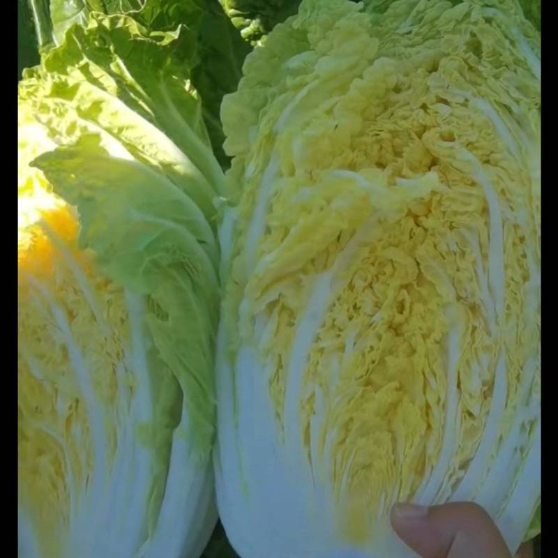 精品白菜