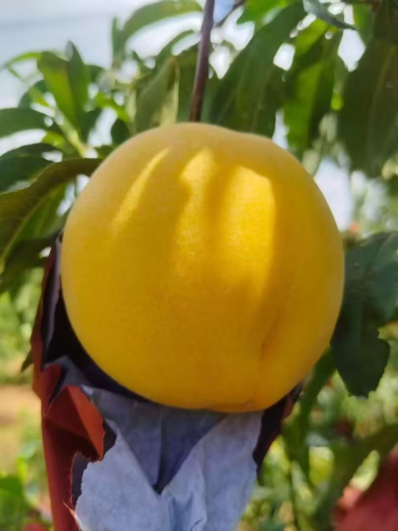 锦绣芒果味