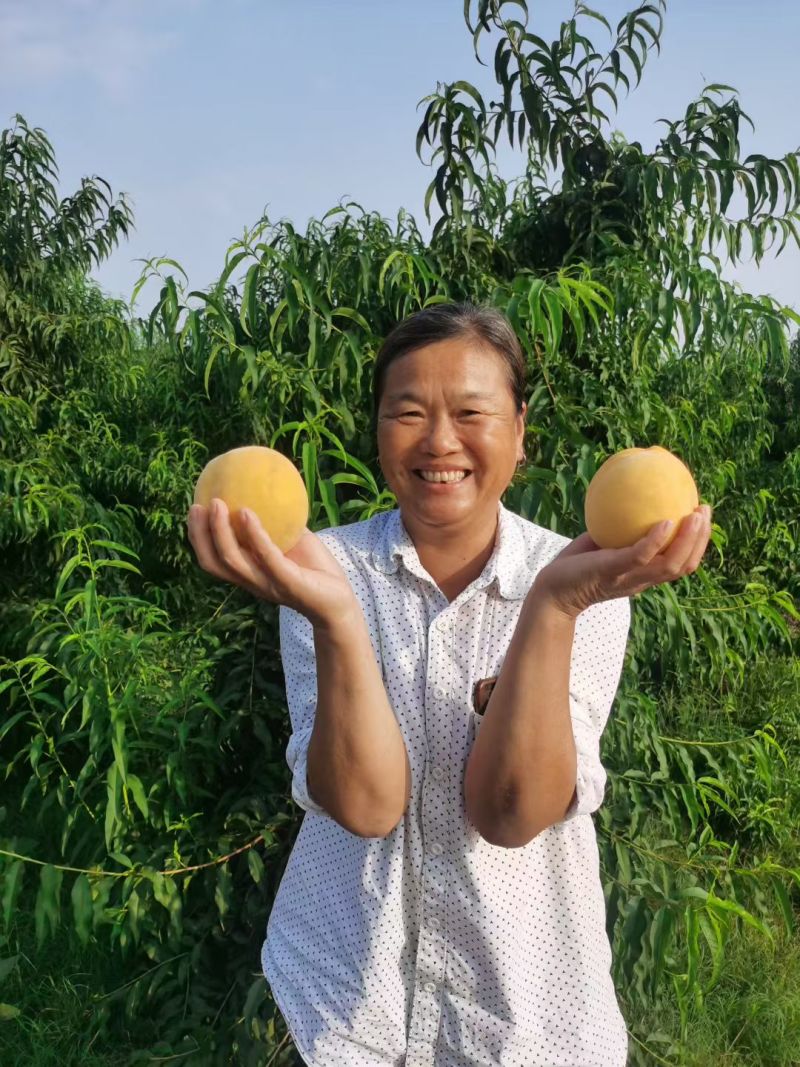 锦绣芒果味