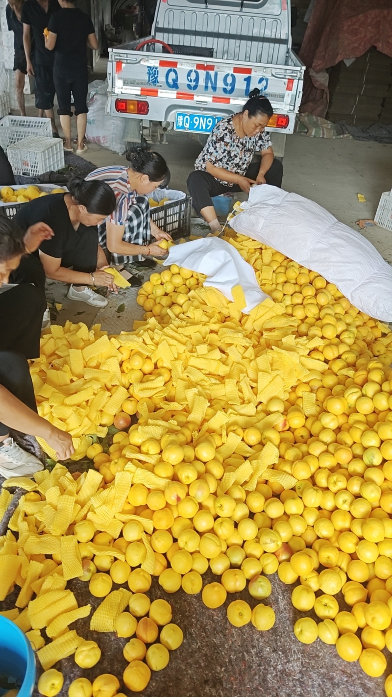 锦绣芒果味