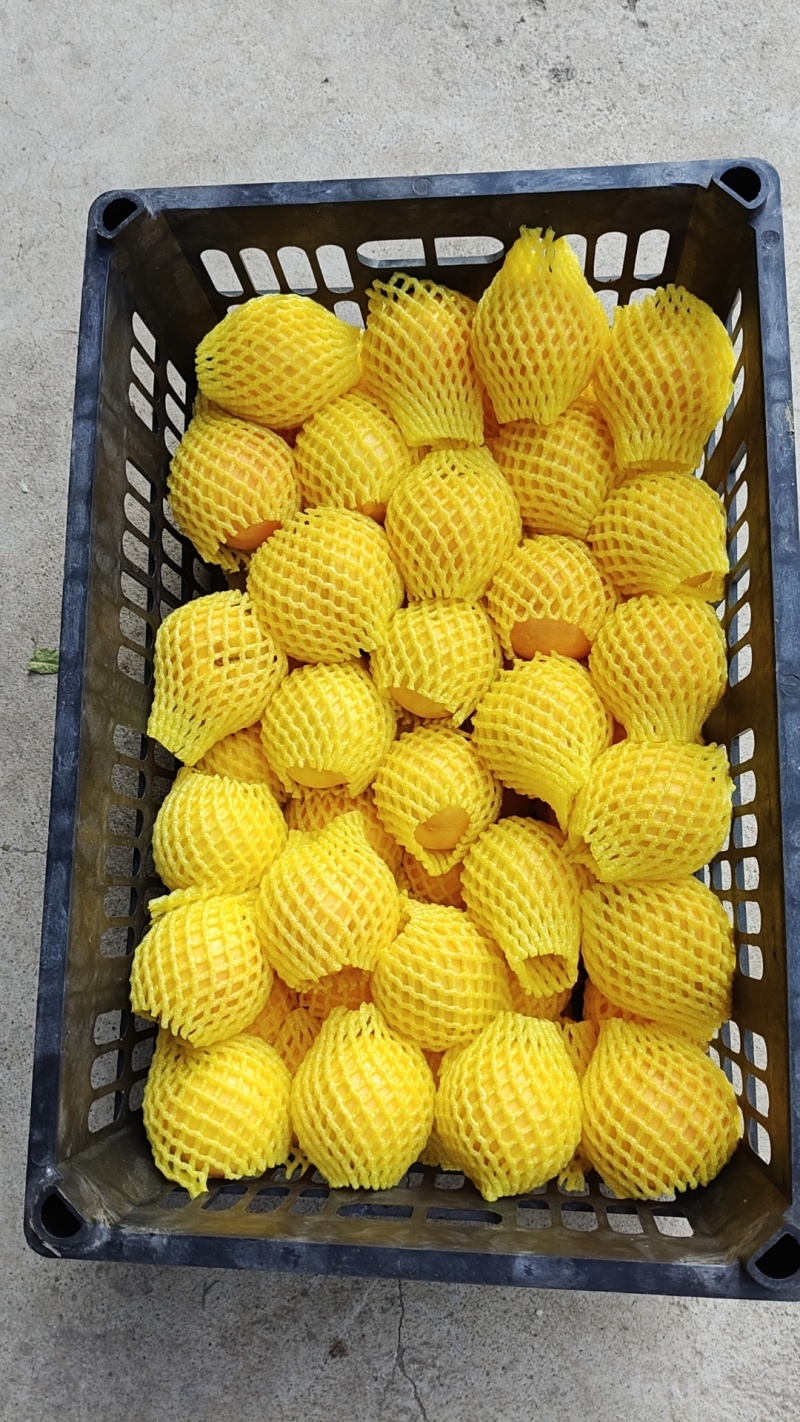 锦绣芒果味