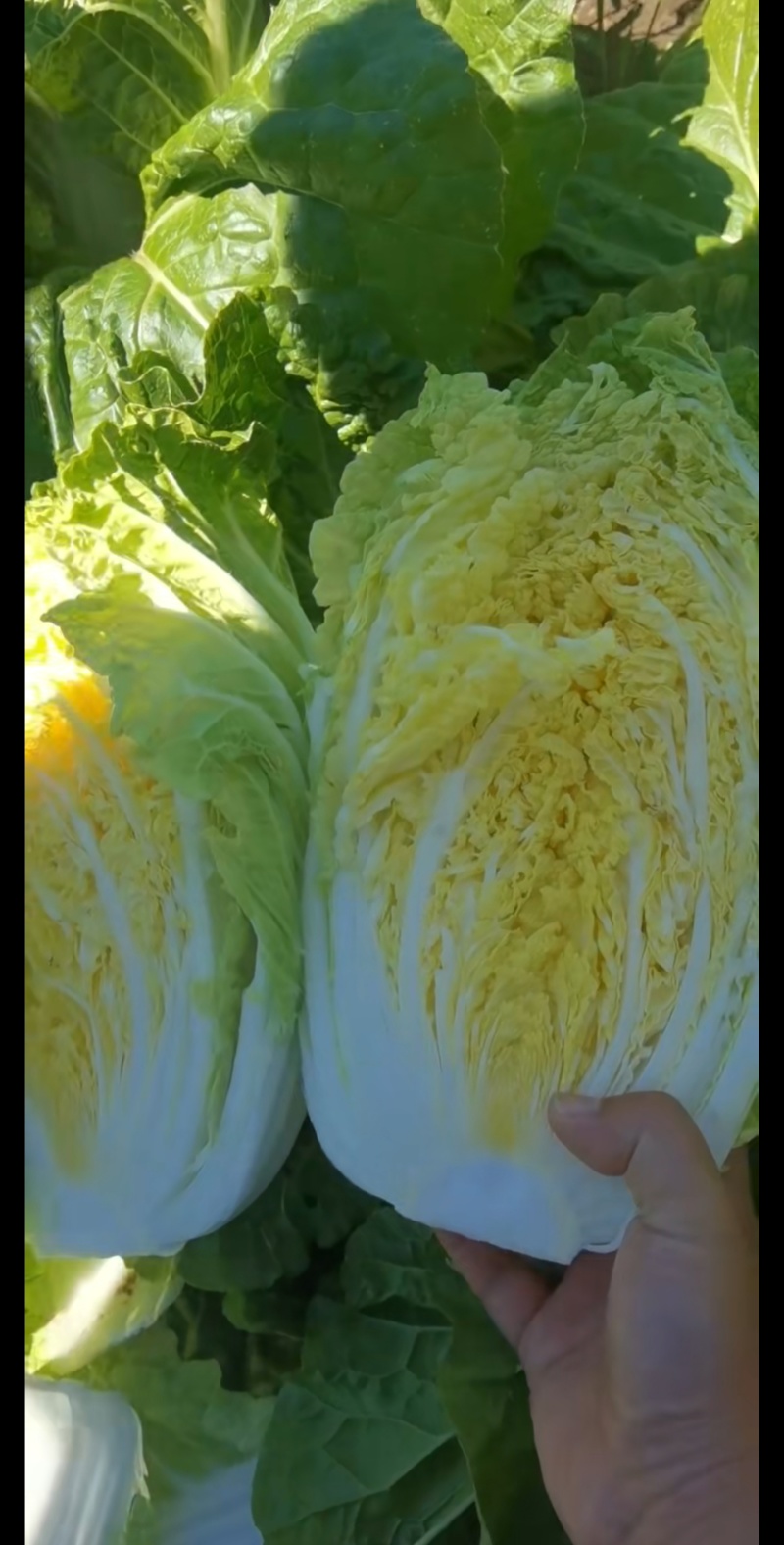 精品白菜