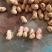 鲁花系列