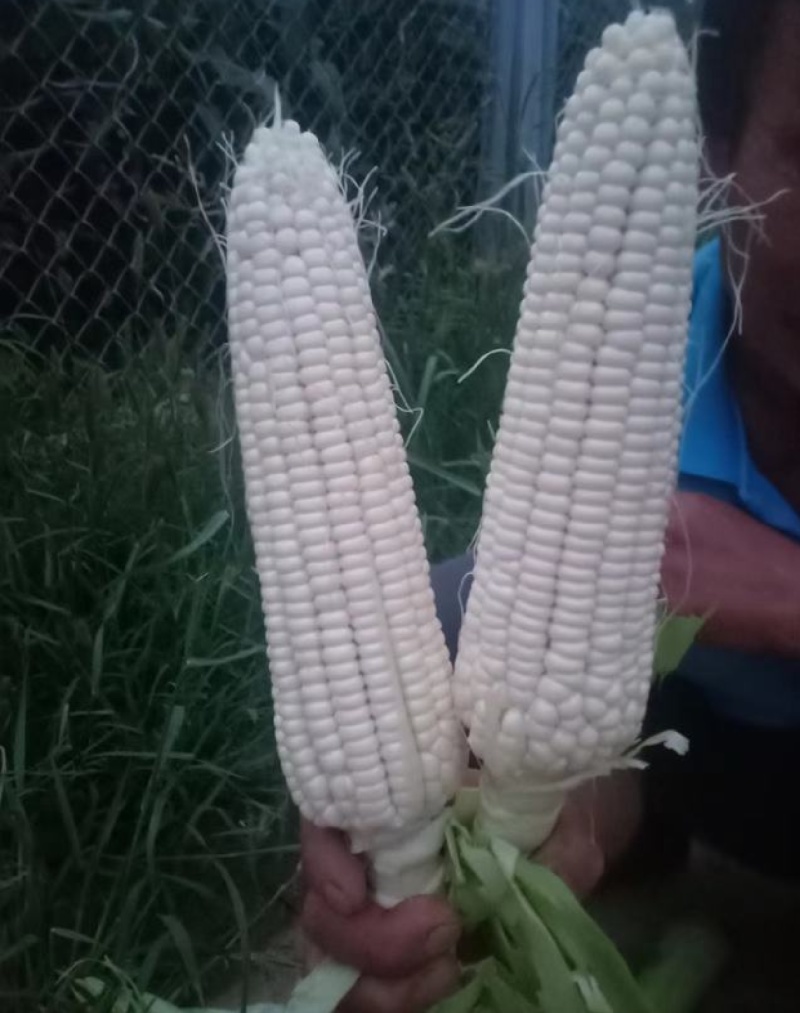 美玉27甜加糯黄糯水果玉米白糯玉米，产地批发个大皮绿无虫