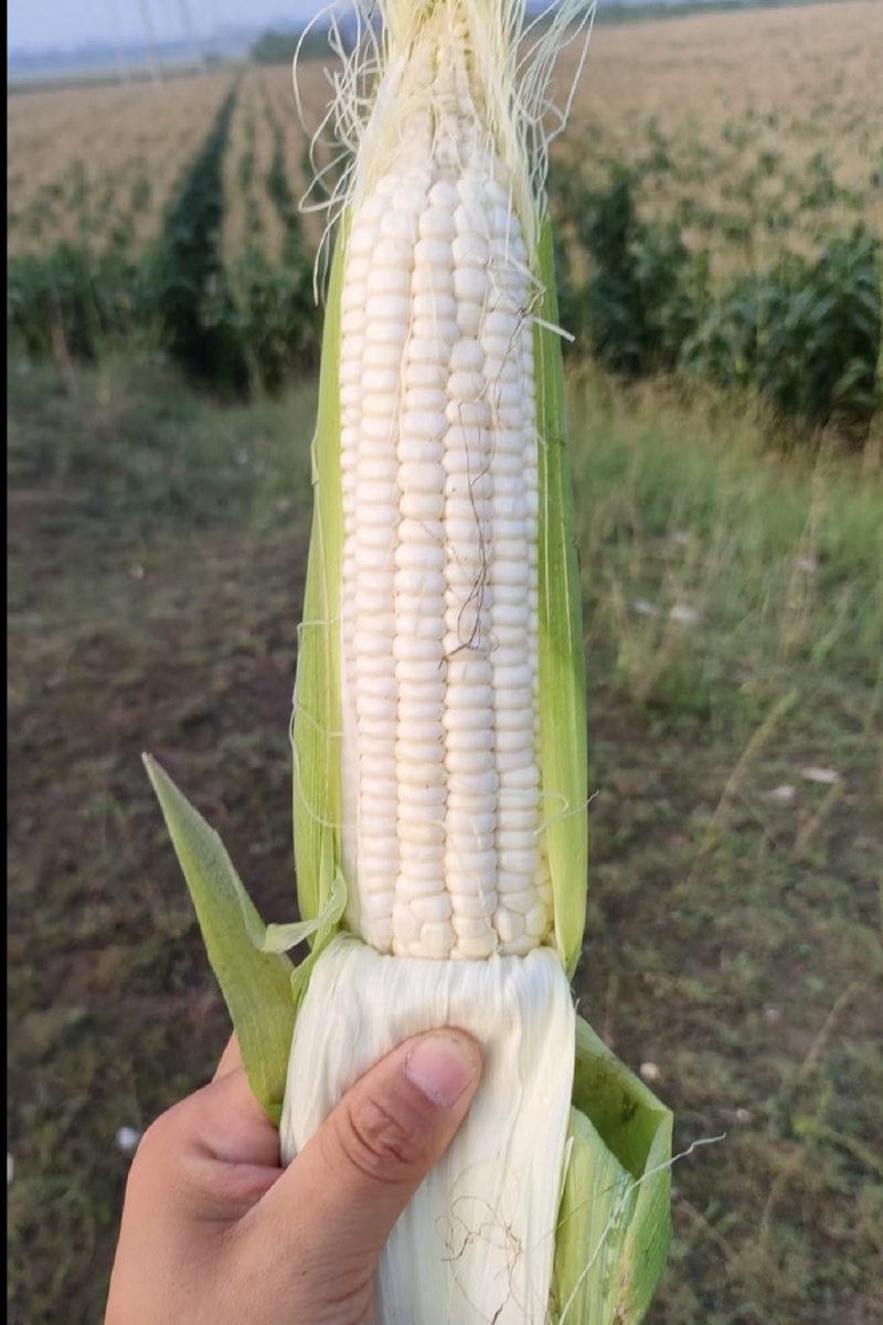 美玉27甜加糯黄糯水果玉米白糯玉米，产地批发个大皮绿无虫