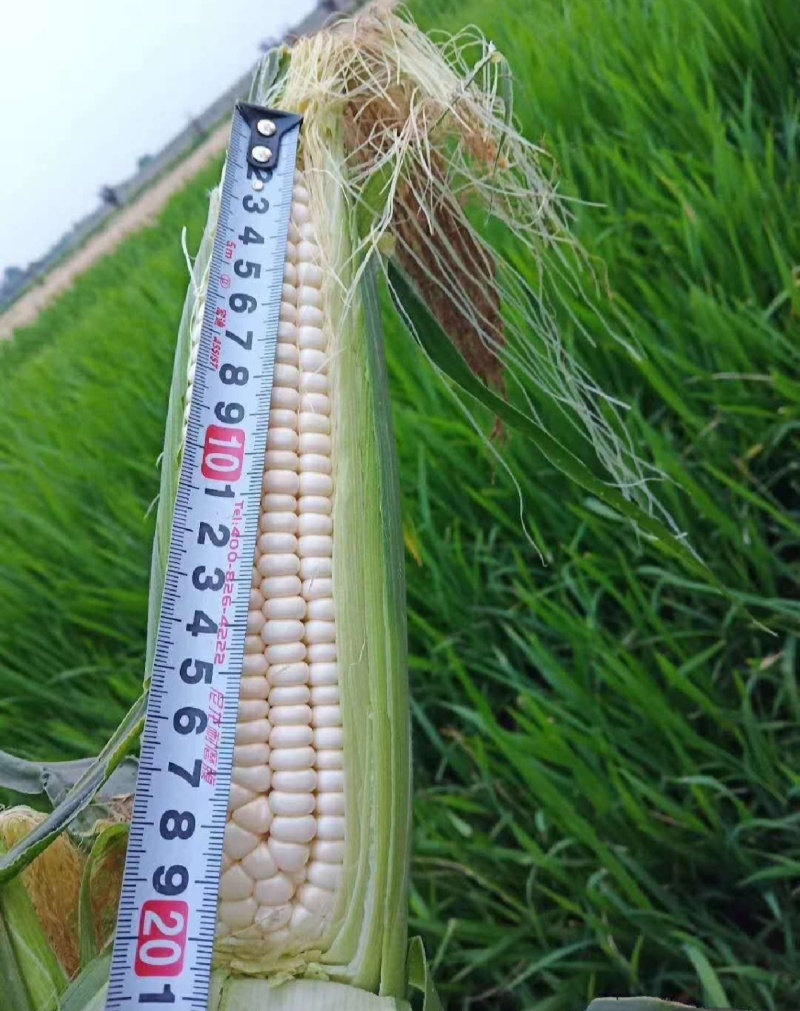 美玉27甜加糯黄糯水果玉米白糯玉米，产地批发个大皮绿无虫