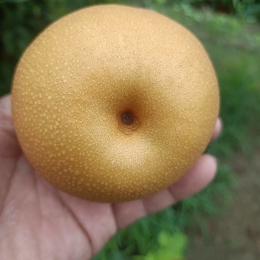 丰水梨！