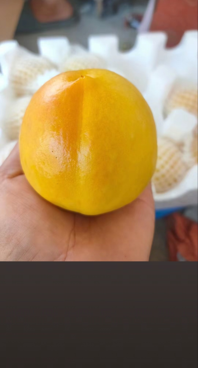 中油桃8号