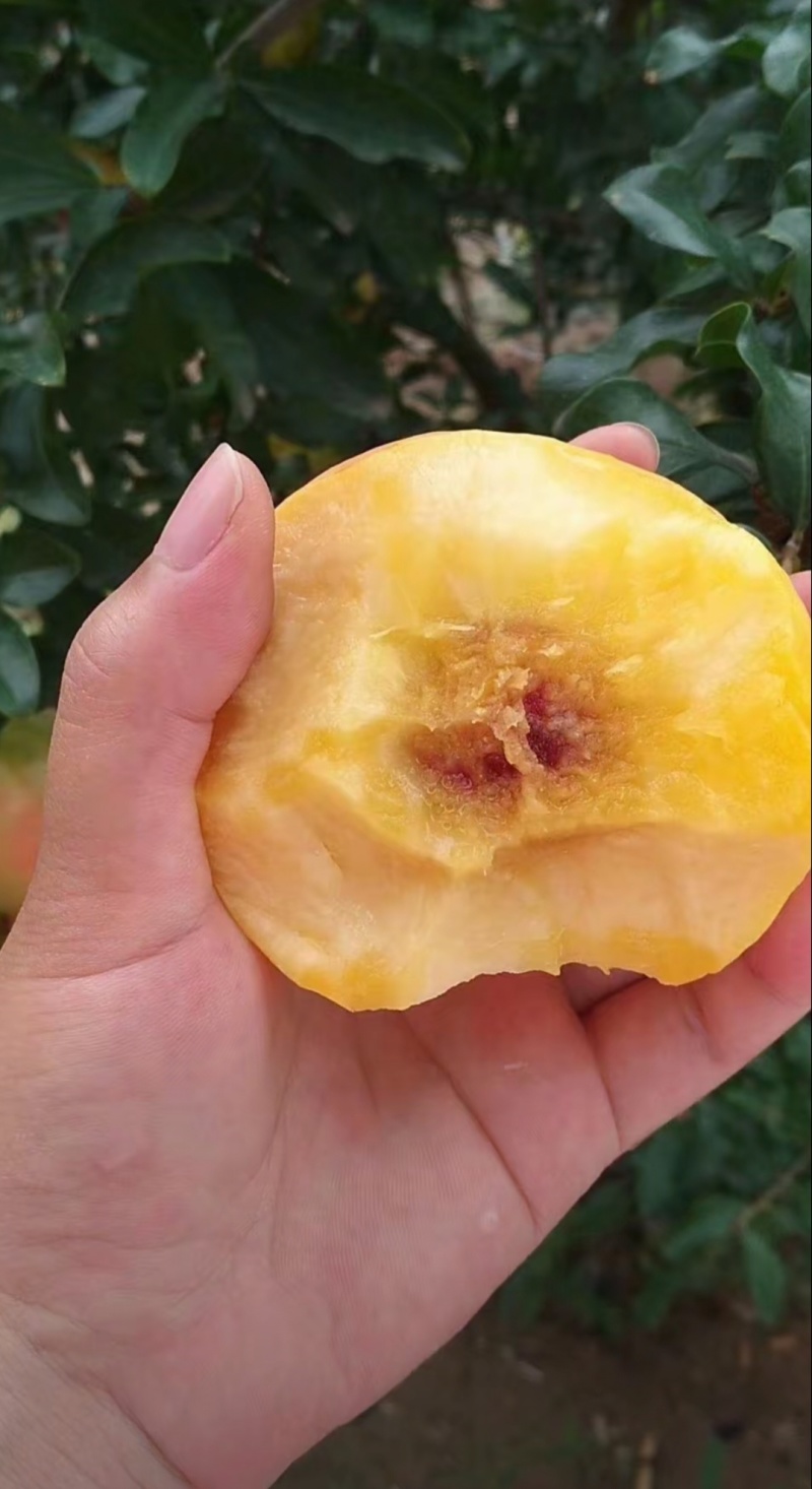 中油桃8号