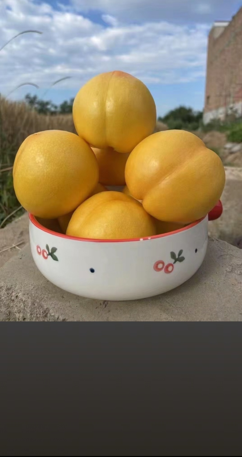 中油桃8号