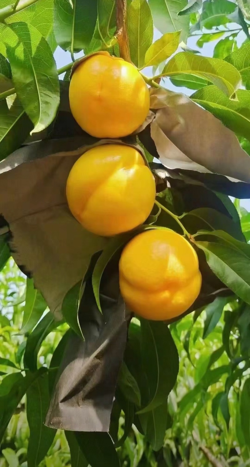 中油桃8号