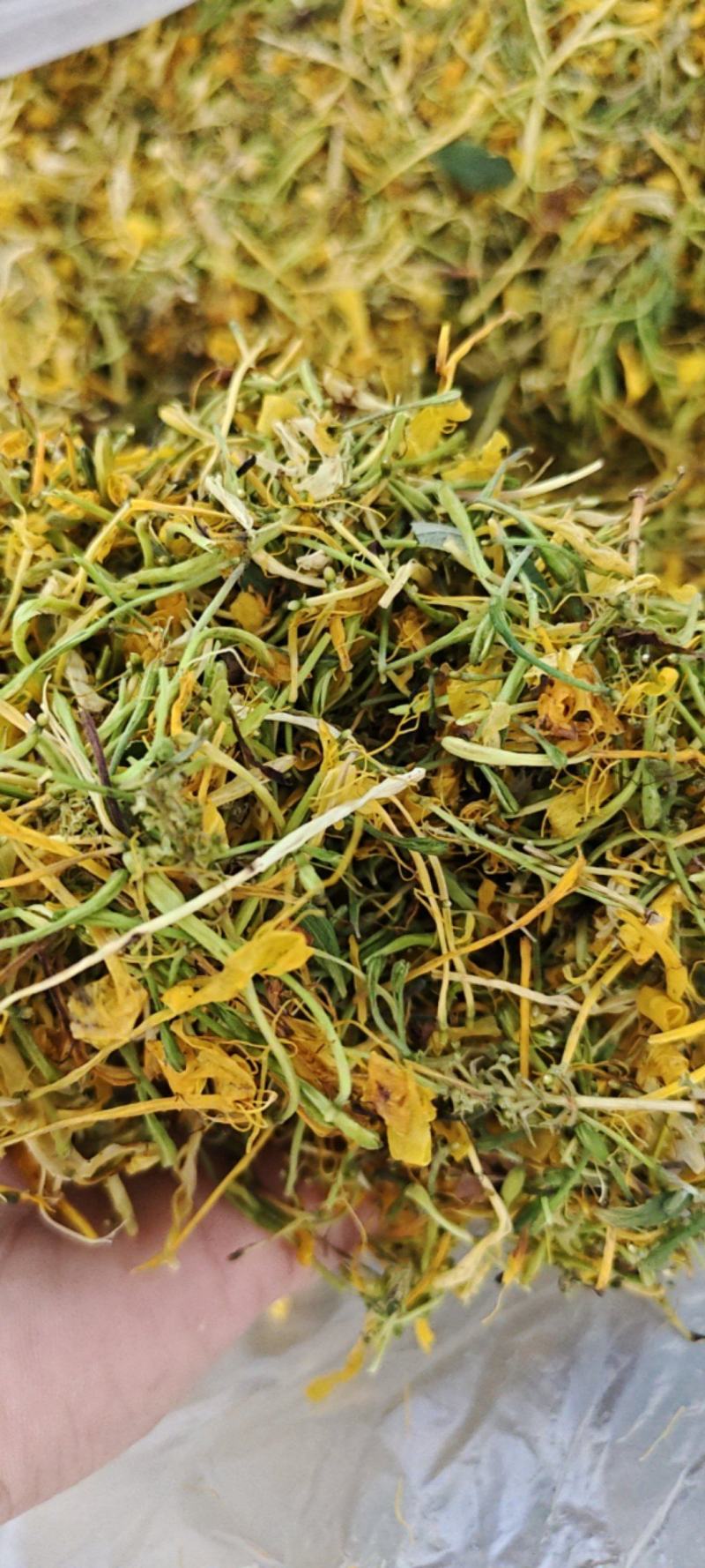 金银花