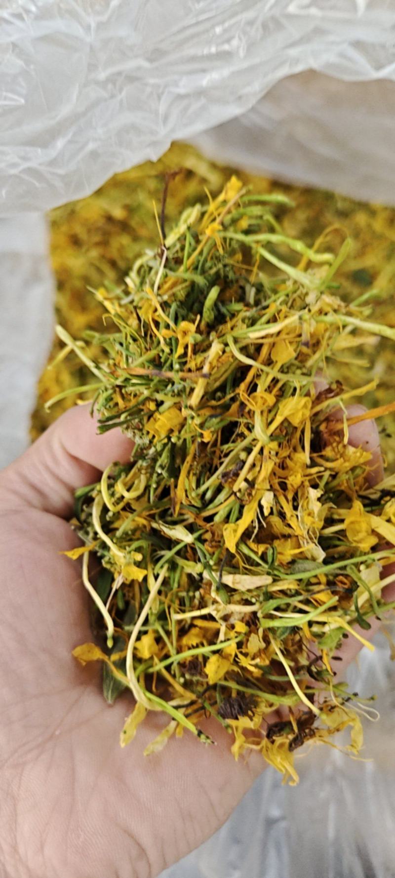 金银花