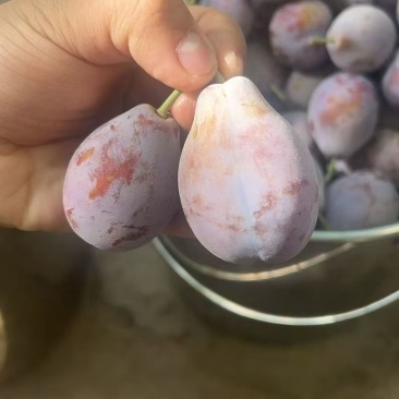 新疆喀什伽师县法西兰新梅