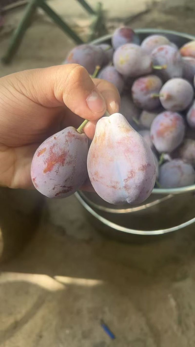新疆喀什伽师县法西兰新梅