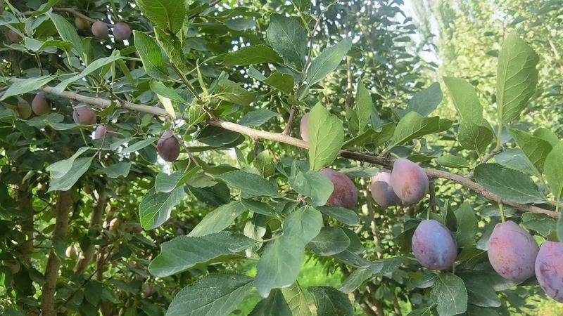 新疆喀什伽师县法西兰新梅