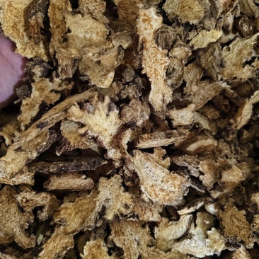 苍术内蒙朱砂点苍术规格齐全批发零售量大从优