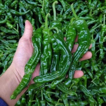 小皱皮，皱皮椒，产地一手货源充足量大从优