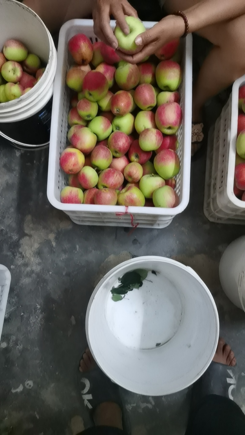 鲁丽苹果