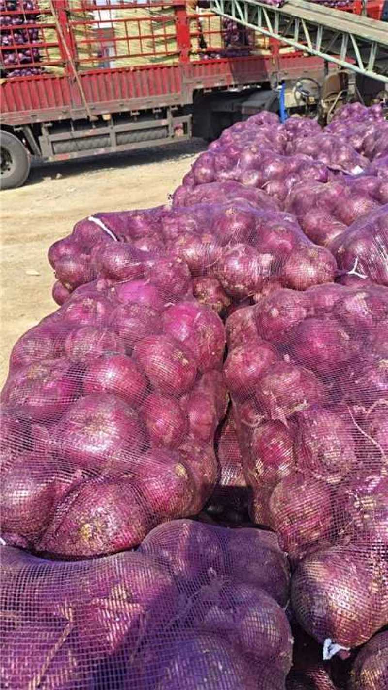 精品红皮洋葱产地直发货源充足保质保量欢迎随时电话联系