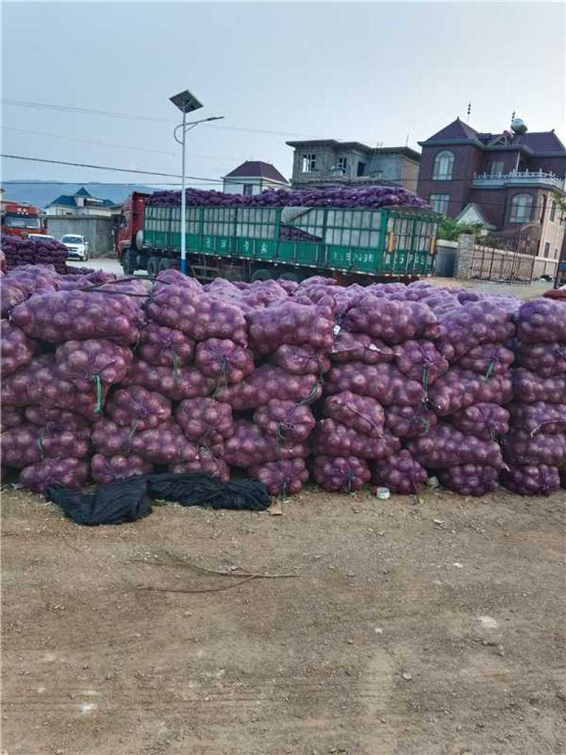 精品红皮洋葱产地直发货源充足保质保量欢迎随时电话联系