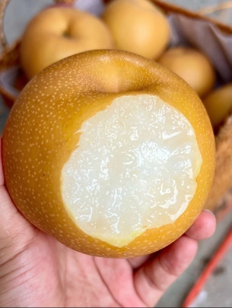 青岛平度秋月梨口感纯正懂货的老板来