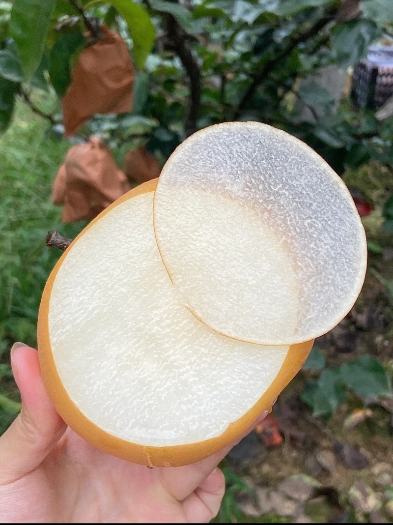 青岛平度秋月梨口感纯正懂货的老板来