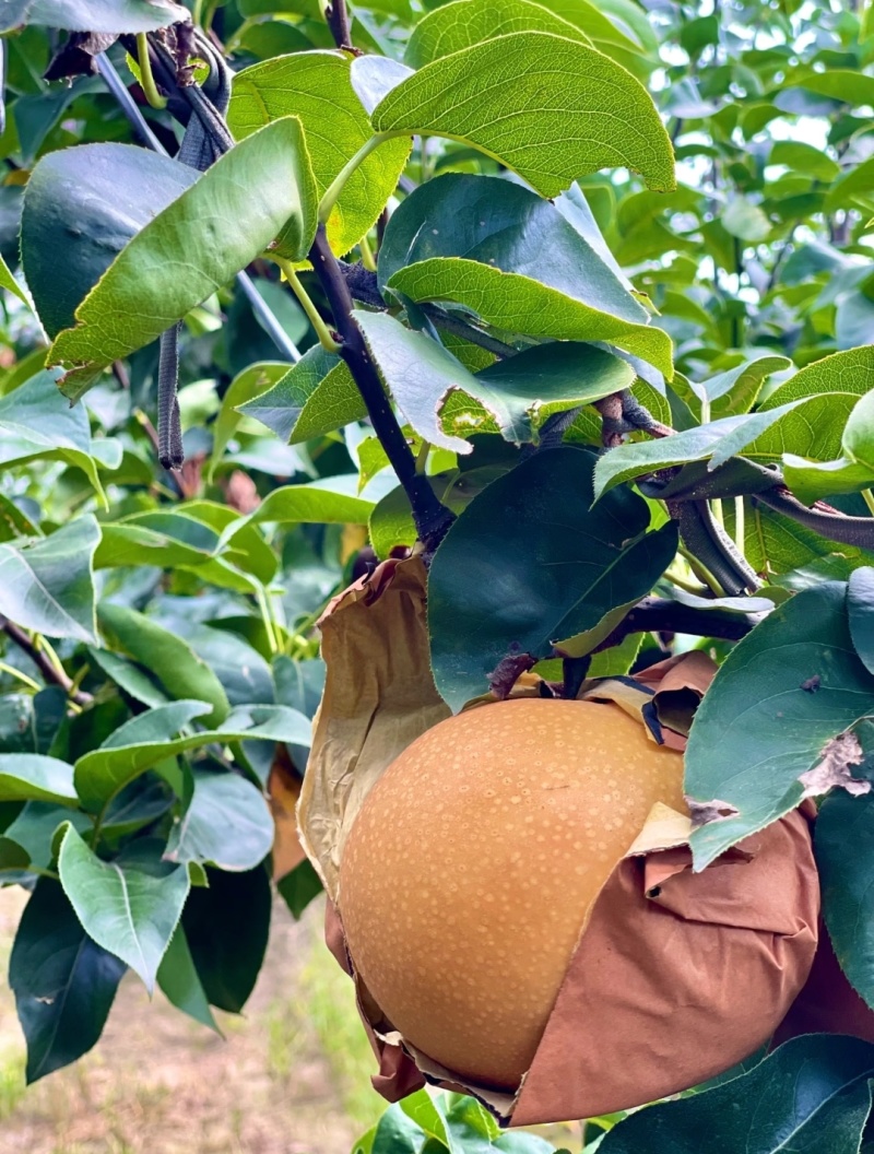 青岛平度秋月梨口感纯正懂货的老板来