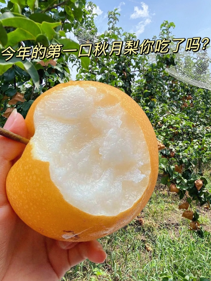 青岛平度秋月梨口感纯正懂货的老板来