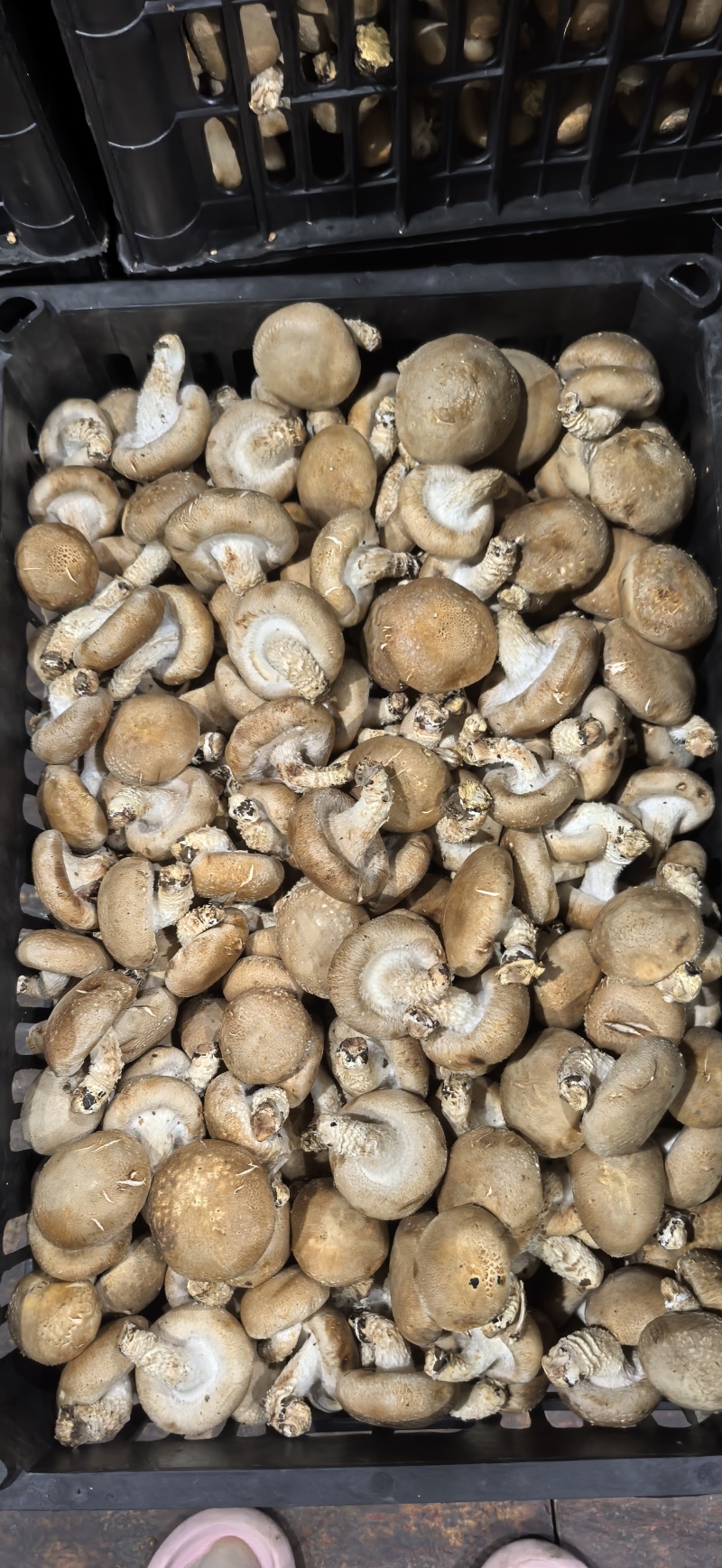 七河中菇